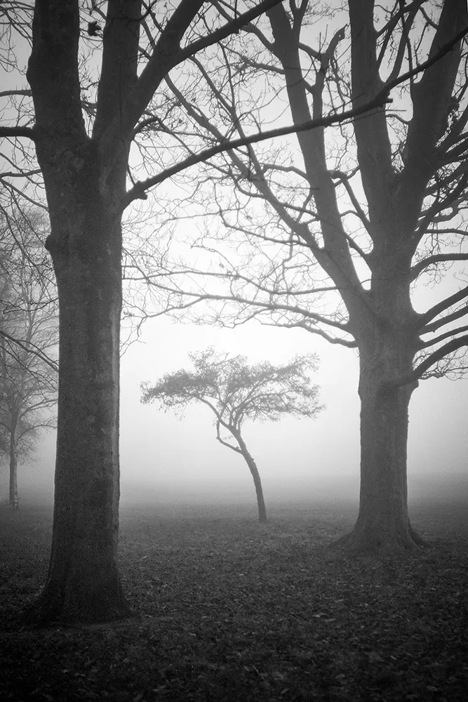 Black and white image of a tree in the fog