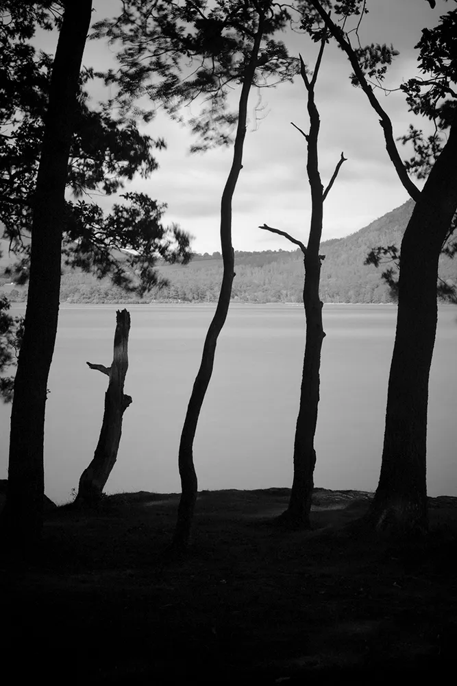 Black and white image of trees infront of a lake