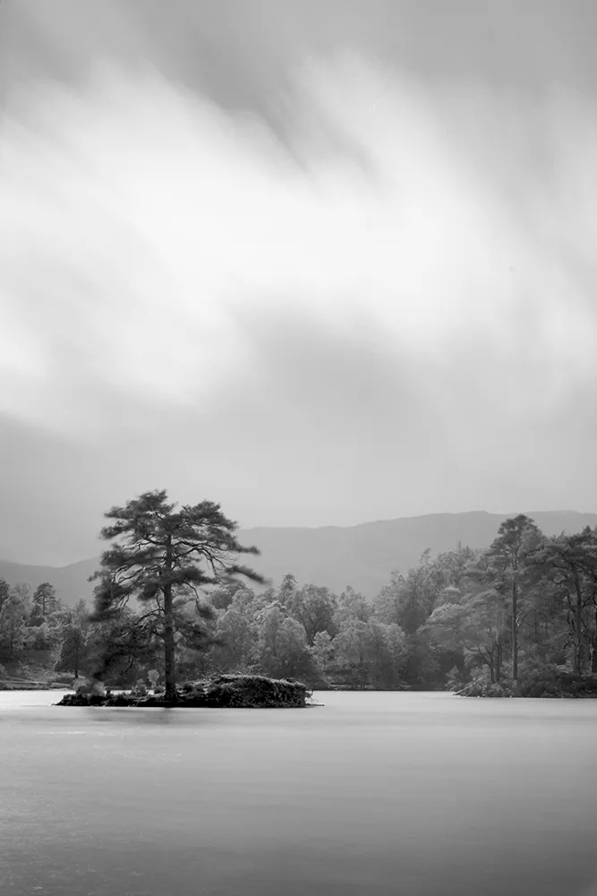 Black and white image of a tree in a lake